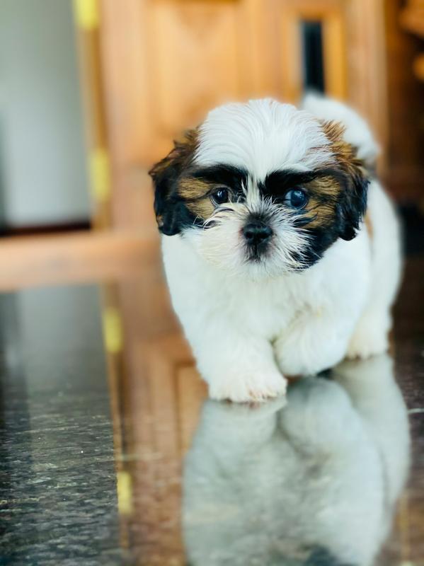 Shih Tzu Puppies ready to go 💕Delivery Available🌎 Image eClassifieds4u