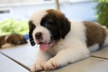 Cute Saint Bernard Puppies For Adoption💕Delivery Available🌎