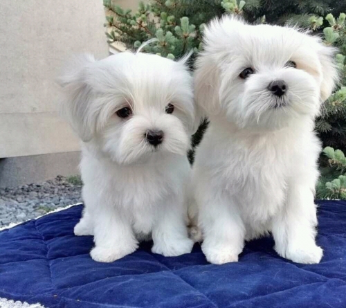 Excellent male and female MALTESE Puppies 💕Delivery Available🌎 Image eClassifieds4u
