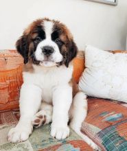 Cute Saint Bernard Puppies For Adoption💕Delivery Available🌎 Image eClassifieds4U
