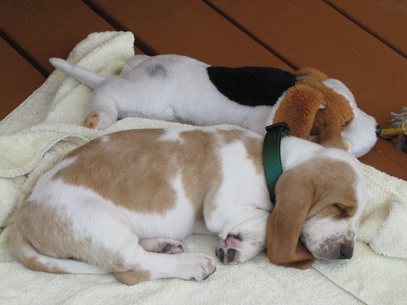 Affectionate Basset Hound Puppies 💕Delivery Available🌎 Image eClassifieds4u