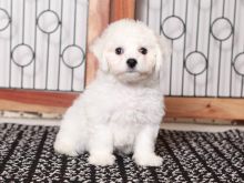 Lovely Bichon Frise Puppies for new homes 💕Delivery Available🌎 Image eClassifieds4U