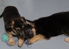 Quality German Shepherd puppies 💕Delivery Available🌎 Image eClassifieds4U