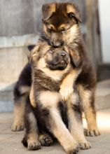 Cute German Shepherd puppies 💕Delivery Available🌎 Image eClassifieds4U