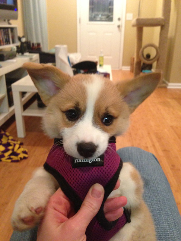 Pembroke Welsh Corgi puppies for Rehoming 💕Delivery Available🌎 Image eClassifieds4u