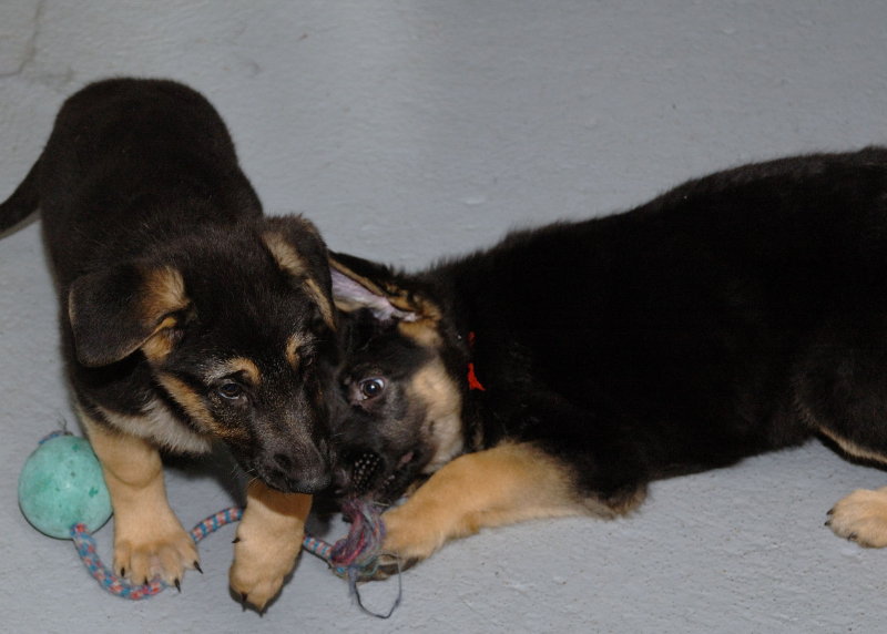 Male and Female German Shepherd puppies 💕Delivery Available🌎 Image eClassifieds4u
