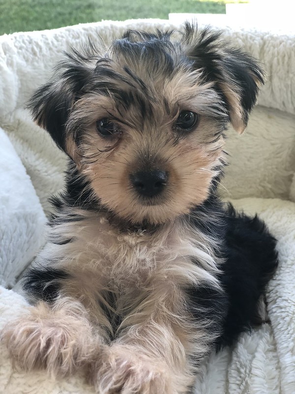 Yorkshire Terrier Puppies for Adoption 💕Delivery Available🌎 Image eClassifieds4u