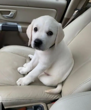 2 Labrador Retriever puppies ready for a new home