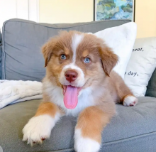 Adorable Australian Shepherd puppies for rehoming