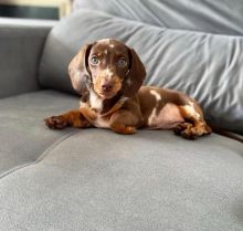 Dachshund puppies for rehoming.