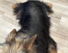 lovely and adorable yorkie puppies for adoption....