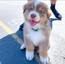 Talented Australian Shepherd puppies ready now