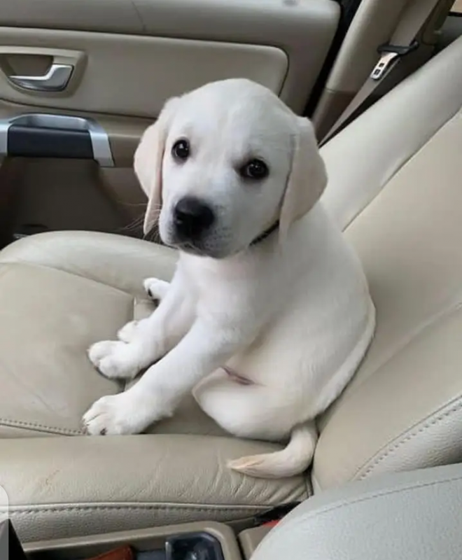 2 Labrador Retriever puppies ready for a new home Image eClassifieds4u