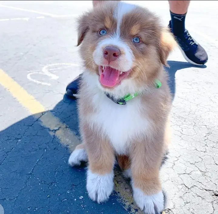 Adorable Australian Shepherd puppies for rehoming Image eClassifieds4u