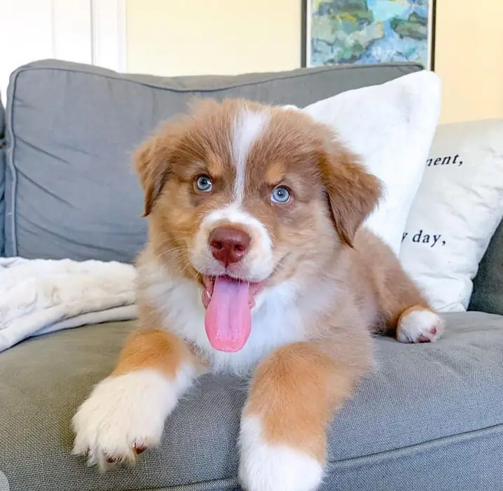 Adorable Australian Shepherd puppies for rehoming Image eClassifieds4u