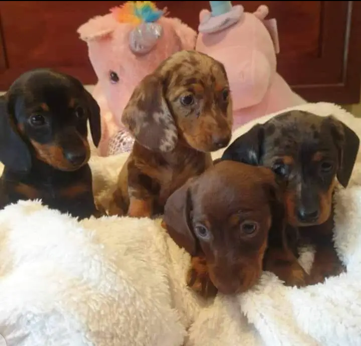 Fantastic dachshund Puppies Available Image eClassifieds4u