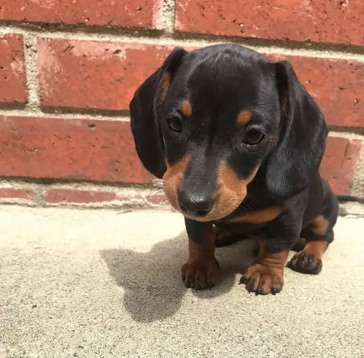 Fantastic dachshund Puppies Available Image eClassifieds4u