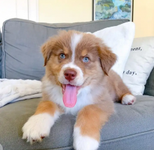 Adorable Australian Shepherd puppies for rehoming Image eClassifieds4u 3