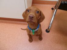Miniature Dachshunds Puppies for sale!Vaccinated wormed and potty trained. Image eClassifieds4u 2