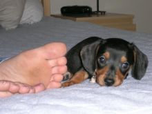 Miniature Dachshunds Puppies for sale!Vaccinated wormed and potty trained. Image eClassifieds4u 2
