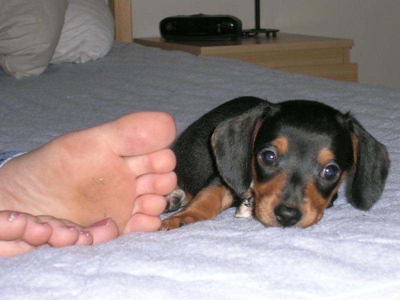 Miniature Dachshunds Puppies for sale!Vaccinated wormed and potty trained. Image eClassifieds4u