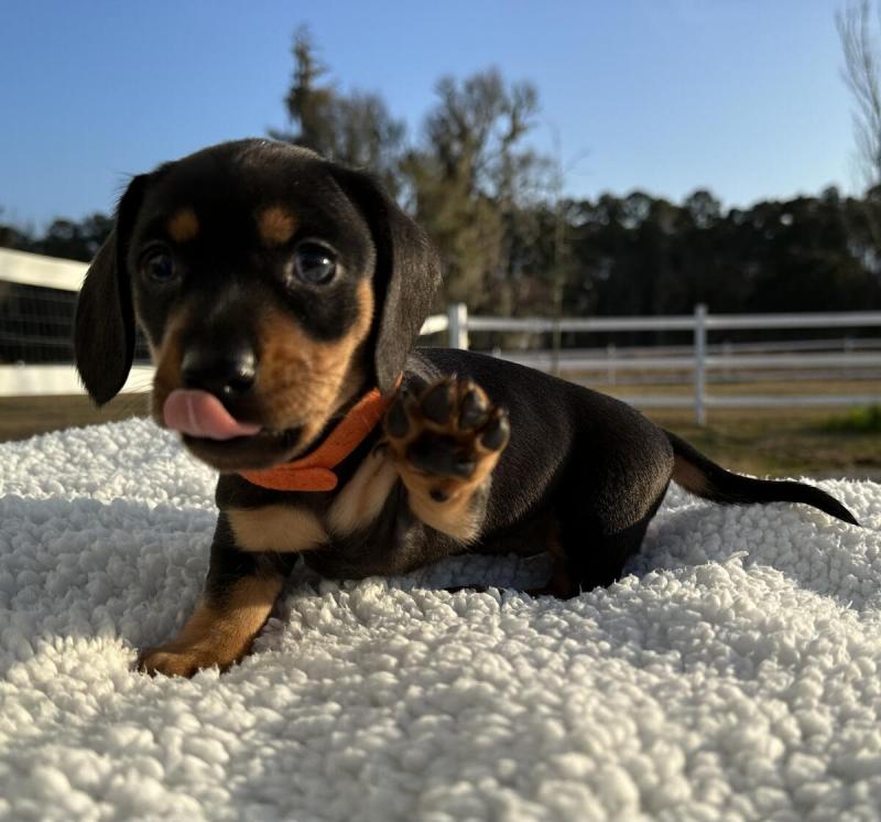 Miniature Dachshunds Puppies for sale!Vaccinated wormed and potty trained. Image eClassifieds4u