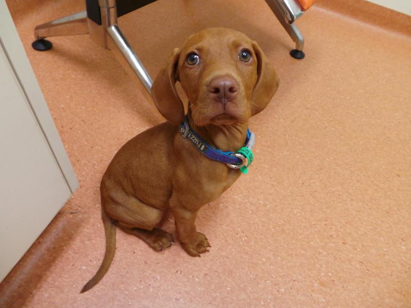 Miniature Dachshunds Puppies for sale!Vaccinated wormed and potty trained. Image eClassifieds4u