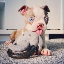 boston terrier puppies for free adoption