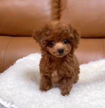 Teacup Toy Poodle puppies, Vaccinated, dewormed and potty trained.