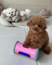 Toy Poodle puppies, Vaccinated, dewormed and potty trained.(fannyscreens@gmail.com)
