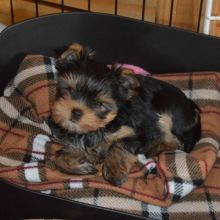 Two Teacup YORKIE Puppies Need a New Family (jmalin882@gmail.com)