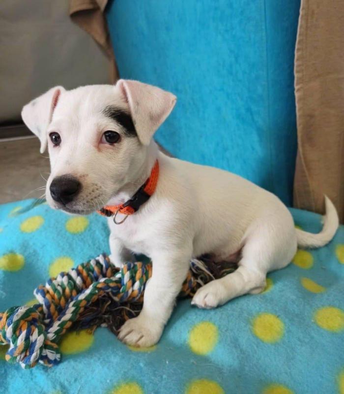 Jack russell puppies (tylerkicks56@gmail.com) Image eClassifieds4u
