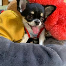 chihuahua puppies (neolmarkride@gmail.com) Image eClassifieds4u 3
