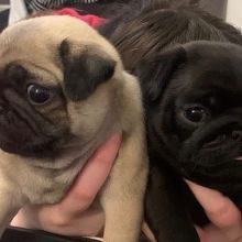 Healthy Male and Female pug Puppies Available For Adoption (henrrjonas@gmail.com) Image eClassifieds4u 4