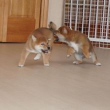 Healthy Male and Female SHIBA INU Puppies Available For Adoption (rebecajohnson249@gmail.com) Image eClassifieds4U