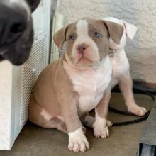 Pitbull puppies for adoption (jespalink@gmail.com) Image eClassifieds4u 2