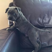 Staffordshire PUPPIES (caringtonlee1@gmail.com) Image eClassifieds4u 2