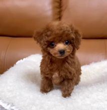 Toy Poodle puppies, Vaccinated, dewormed and potty trained.(fannyscreens@gmail.com) Image eClassifieds4U