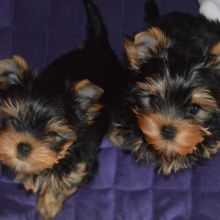Two Teacup YORKIE Puppies Need a New Family (jmalin882@gmail.com) Image eClassifieds4u 4