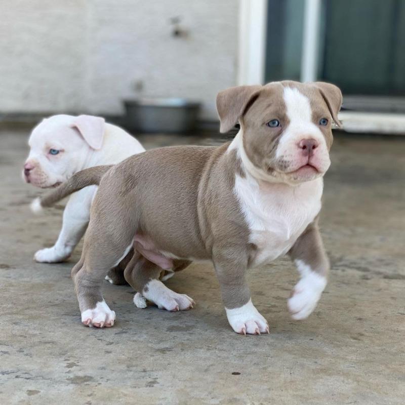 Pitbull puppies for adoption (jespalink@gmail.com) Image eClassifieds4u