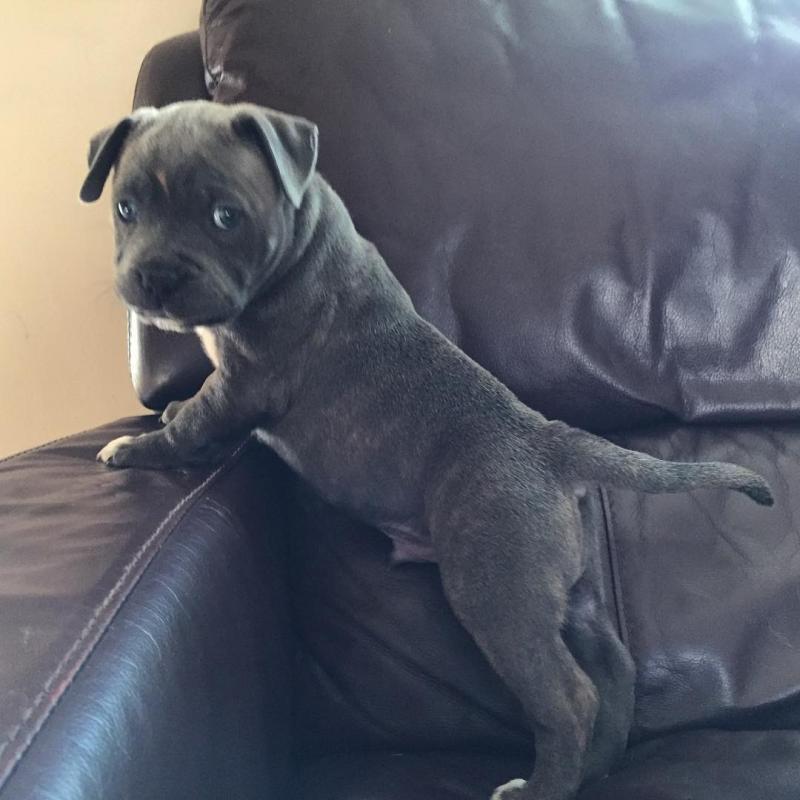 Staffordshire PUPPIES (caringtonlee1@gmail.com) Image eClassifieds4u
