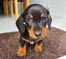 Adorable Dachshund pups for adoption&&