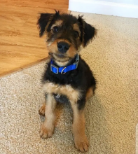 Airedale terrier puppies for adoption
