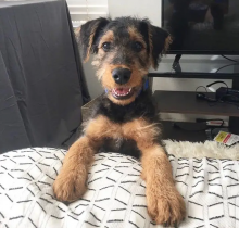 Airedale terrier puppies for adoption