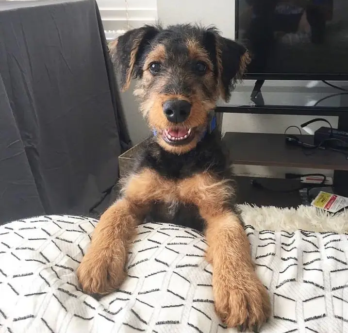 Airedale terrier puppies for adoption Image eClassifieds4u