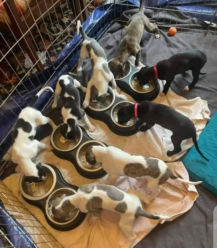 Cute Italian greyhound puppies for adoption Image eClassifieds4u