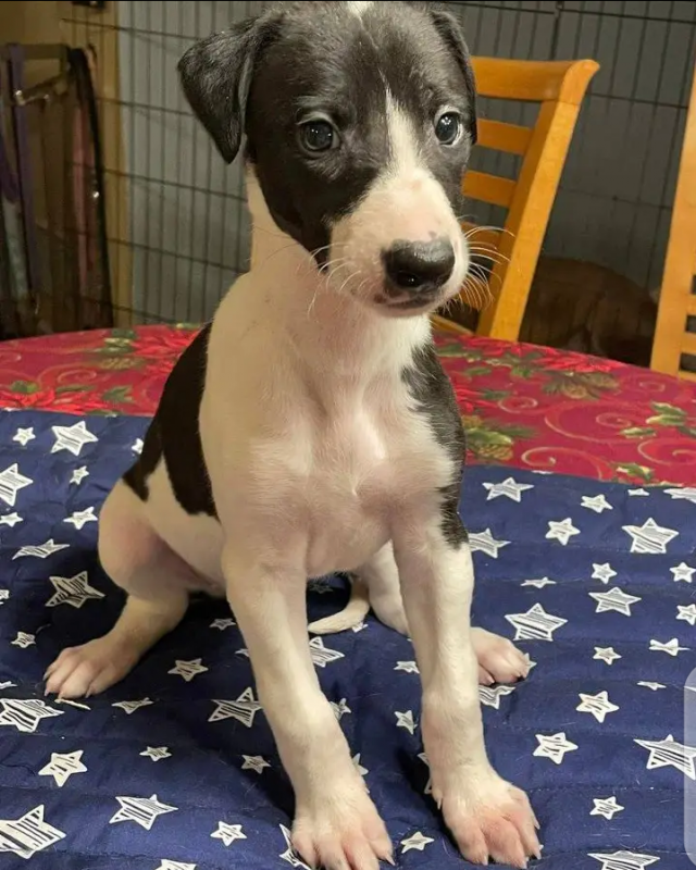 Cute Italian greyhound puppies for adoption Image eClassifieds4u