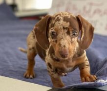 Cute Dachshund pups for adoption Image eClassifieds4u 3