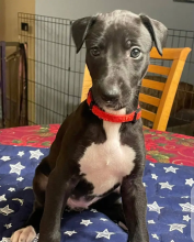 Cute Italian greyhound puppies for adoption Image eClassifieds4u 2
