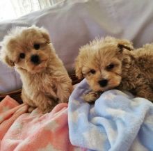 🐕🐕Adorable toy Maltipoo Puppies for adoption🐕🐕